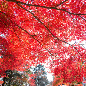 The best week for autumn foliage.